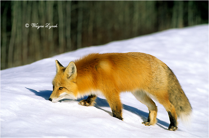 Red Fox by Dr. Wayne Lynch &copy;